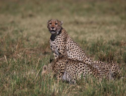 3 Days 2 nights Maasai Mara Road Package