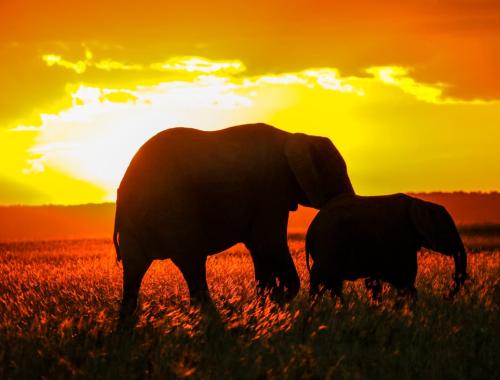 3 Days 2 nights Amboseli Road Package