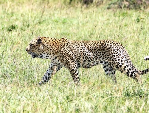 3 Days 2 nights Samburu Road Package